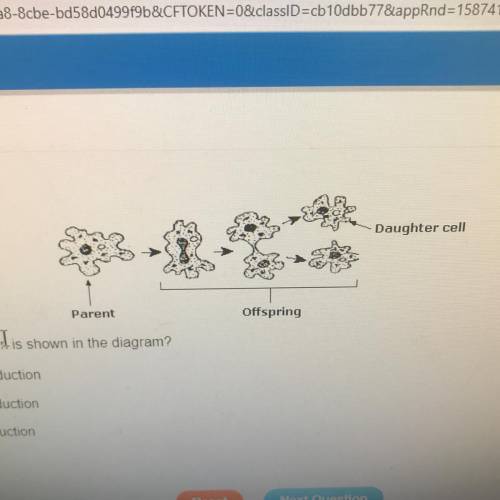 Which type of reproduction is shown in the diagram?