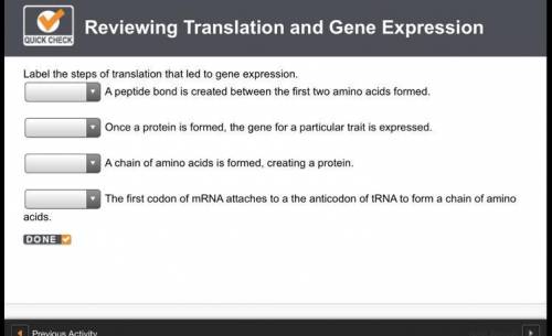Label the steps of translation that led to gene expression. A peptide bond is created between the fi