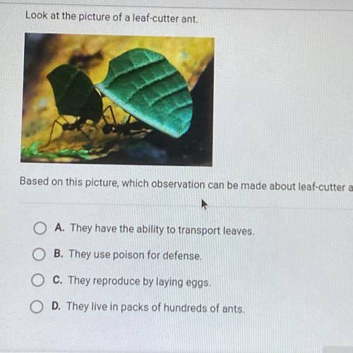 Look at the picture of a leaf-cutter ant. Based on this picture, which observation can be made about