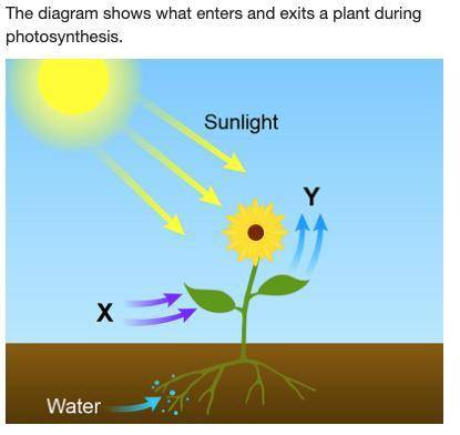 Which labels belong in the areas marked X and Y? 1) X: Glucose Y: Chlorophyll 2) X: Chlorophyll Y: G