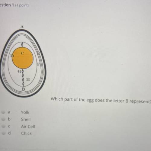 Which part of the egg does the letter B represent