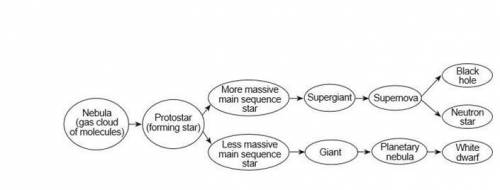 The flowchart shows the evolution of stars.  Identify the force responsible for the contraction of a