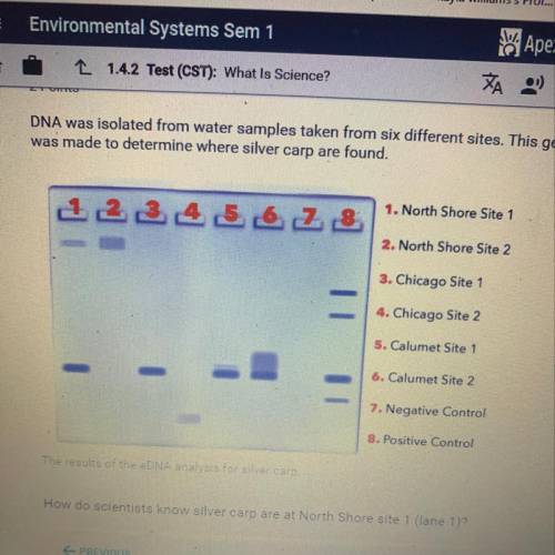 How do scientists know silver carp are at North Shore site 1 (lane 1)?  A. None of the bands in lane