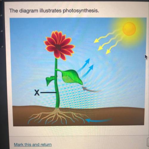 Which best describes what is happening in the area marked X? Carbon dioxide enters the stem through