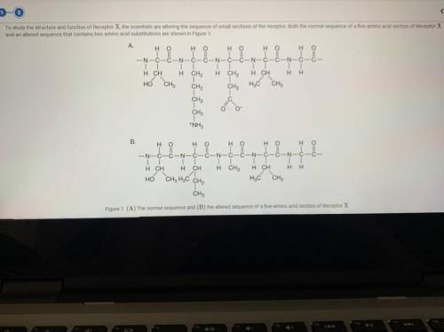 Which of the following levels is expected to be altered as a result of the amino acid substitutions