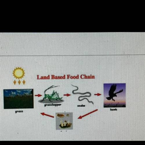 In the food chain, we would classify plants as ___ and the animals as ___. A.producers;consumers B.