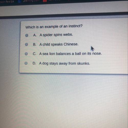 Which is an example of an instinct? A spider spins web A child speaks Chinese. A sea lion balances a