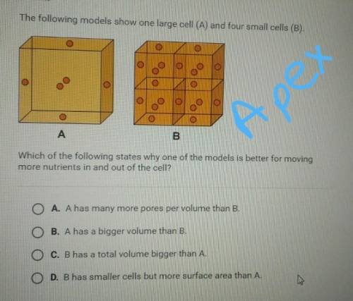 What is the answer to the question above?A.) A has many more pores per volume than B.B.) A has a big