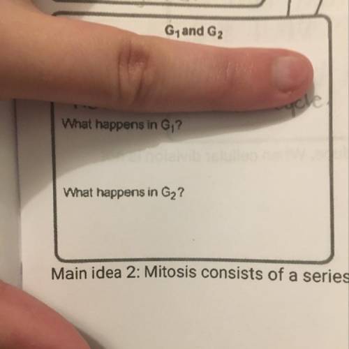 What happens in phase g1 & g2 of mitosis ?