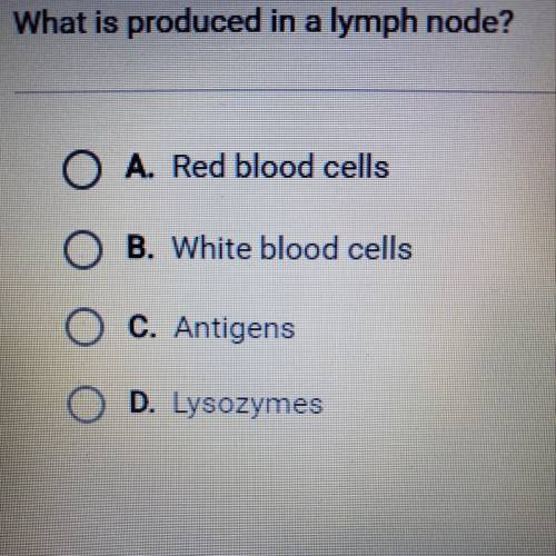 What is produced in a lymph node?