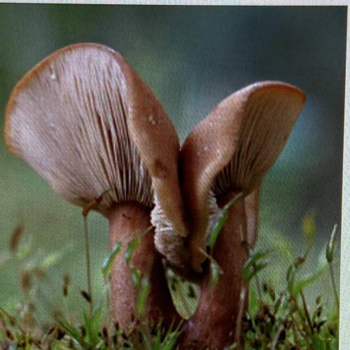 Identity the fungus type pictured below. (4 points) Zygote fungi Imperfect fungi Sac fungi Club fung