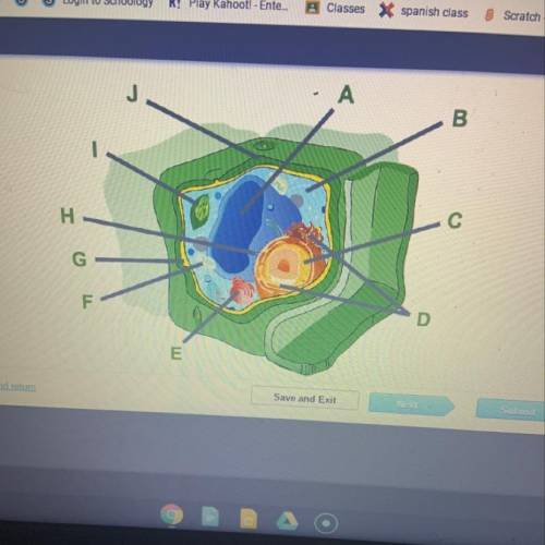 Which organelle is labeled I? A. Nucleus B. Mitochindrion C. Ribosomes D. Chloroplast