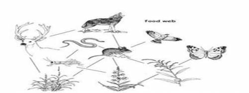 Which organisms does the mouse in the food web provide energy for? a. deer and snake  b. hawk and co