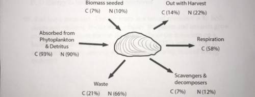 The diagram provided shows the carbon and nitrogen flow through a man-made mussel bed in the ocean.