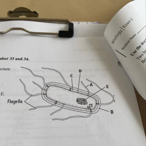 Identify the cell and the parts of the cell labeled A-E