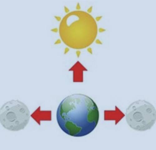 Which moon phases are present in this model? a. New Moon and Full Moon b. 1st Quarter and 3rd Quart