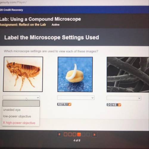 Label the microscope settings used which microscope settings are used to view each of these images