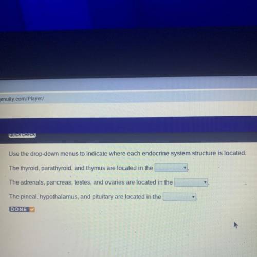 Use the drop-down menus to indicate where each endocrine system structure is located. The thyroid,