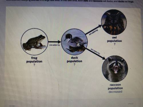 The data shows that recently the size of the raccoon population decreased. How will the decrease in