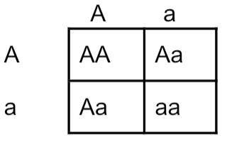 Is this punnet square order correct?
