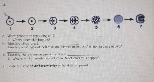 A. What process is happening at 1?

1. Where does this happen?b. Identify structure 2:c. Identify