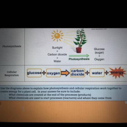Use the diagram above to explain how photosynthesis and cellular respiration work together