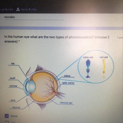 In the human eye what are the two types of photoreceptors? (choose 2

Answers)
lense
rod
pupil
con
