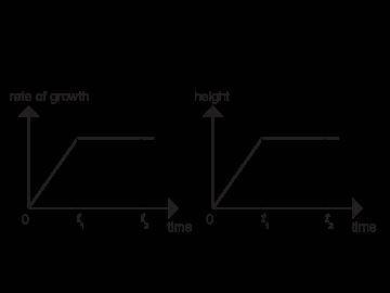 The graph for Bean Plant A shows its rate of growth as a function of time. The graph for Bean Plant