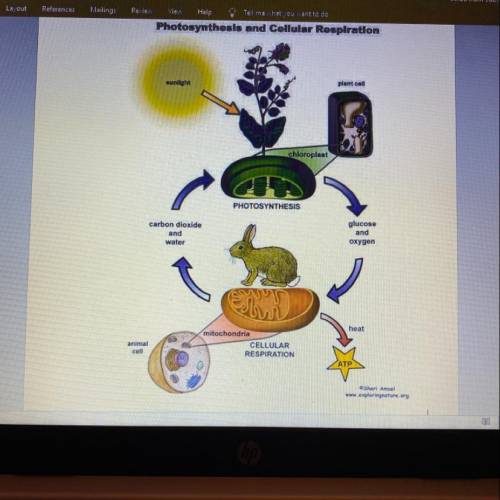 Identify the products of cellular respiration and photosynthesis