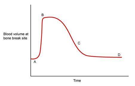 URGENT Based on the graph above, which letter indicates the onset of a hematoma at the break site?