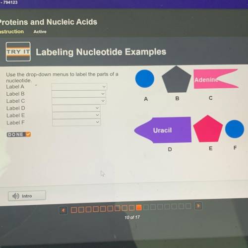 Use the drop-down menus to label the parts of a

nucleotide.
Label A
Label B
Label C
Label D
Label