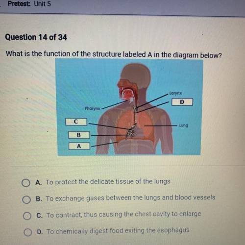 What is the function of the structure labeled A in the diagram below?

A. To protect the delicate