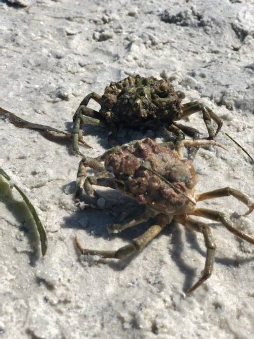 Can someone tell me what crabs these are.