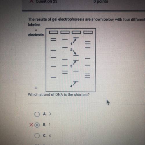 The results of gel electrophoresis are shown below, with four different strands of DNA

labeled
el