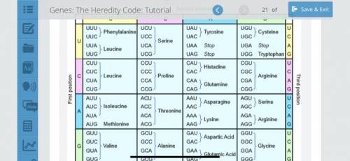 Suppose a human mRNA sequence is coded as GCG AUC UCC GGU CUU GGA CUG CUC.

What amino acids are c