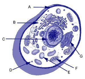What is the function of the organelle labeled A in the diagram?