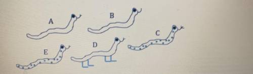 Describe your placement of snake like creature D and explain your reasoning for placing in that pos