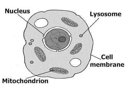 What statement most accurately classifies this cell?

Choose 1  (Choice A) A It is a plant