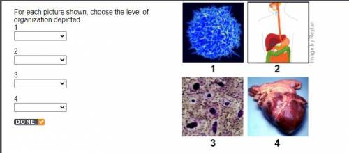 For each picture shown, choose the level of organization depicted.