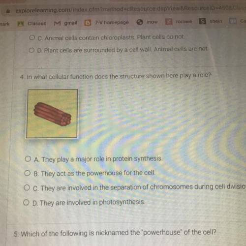 4. In what cellular function does the structure shown here play a role?

O A. They play a major ro