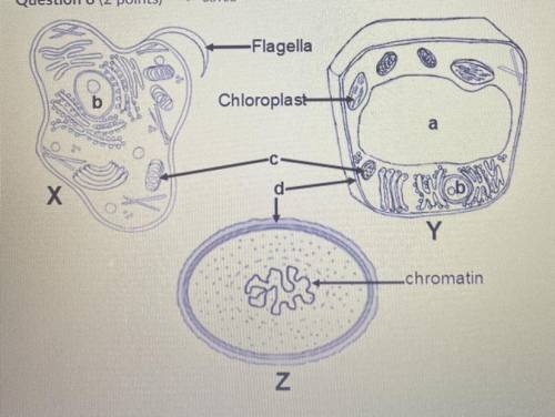 Which of the three cells pictured above is a prokaryotic cell?

- Both Y and Z
- X
- Z
- Y