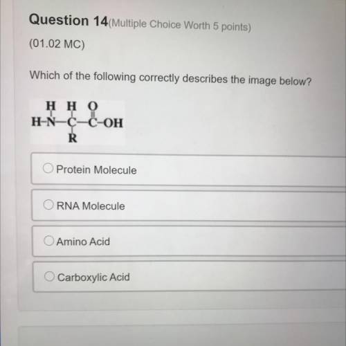 Which of the following correctly describes the image below?

A. Protein molecule 
B. RNA molecule