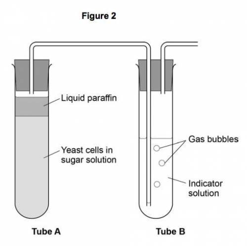 You and some of your AP Bio classmates decide to take your yeast respiration lab to the next level