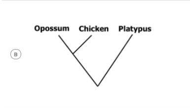 The following data shows the presence of four enzymes across three species. Based on the data given