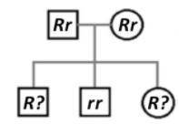 Help me please! what is the result and what are the generations you can answer one