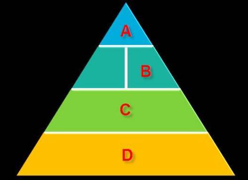 Where on the physical activity pyramid do sedentary activities belong?