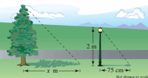 You measure a tree's shadow and find that it is x = 13 meters long. Then you measure the shadow of