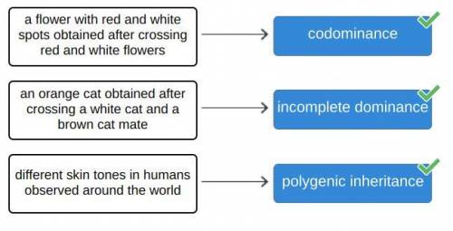 Identify the pattern of inheritance in the described traits.

A. incomplete dominance
B. polygenic