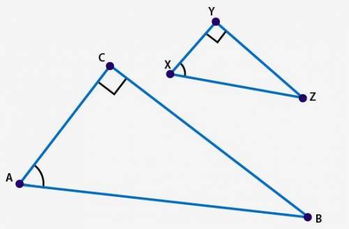 Triangle XYZ was dilated by a scale factor of 2 to create triangle ACB and cos ∠X = 2.5 over 5.59.