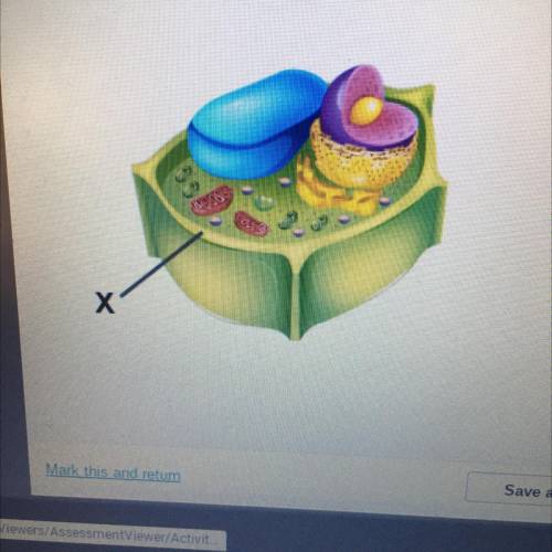 Which organelle is marked with an X?